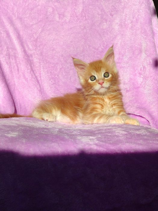 Кошенята породи Мейн-кун