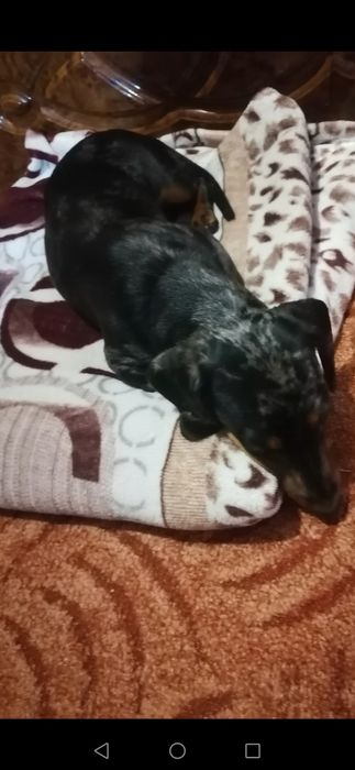 Хлопчик міні такси мраморний шукає дівчинку