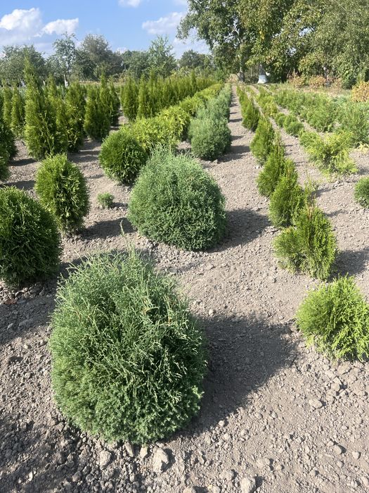 Самшит,Туя,Ялівець