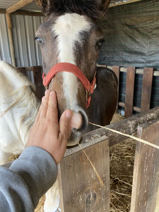 Poldro de 6 meses by Moorlands Totilas