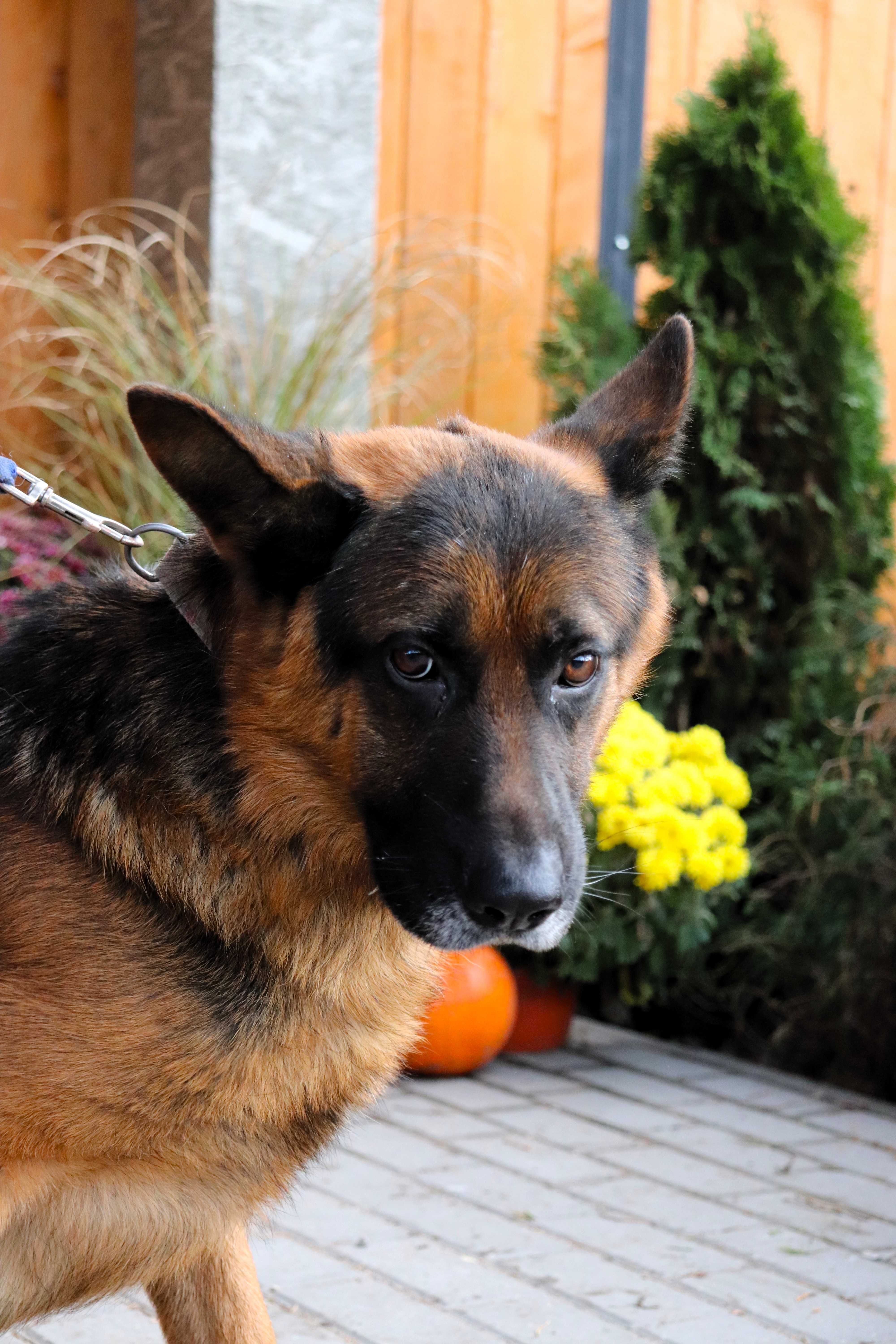 DIEGO – spokojny i wrażliwy pies do adopcji