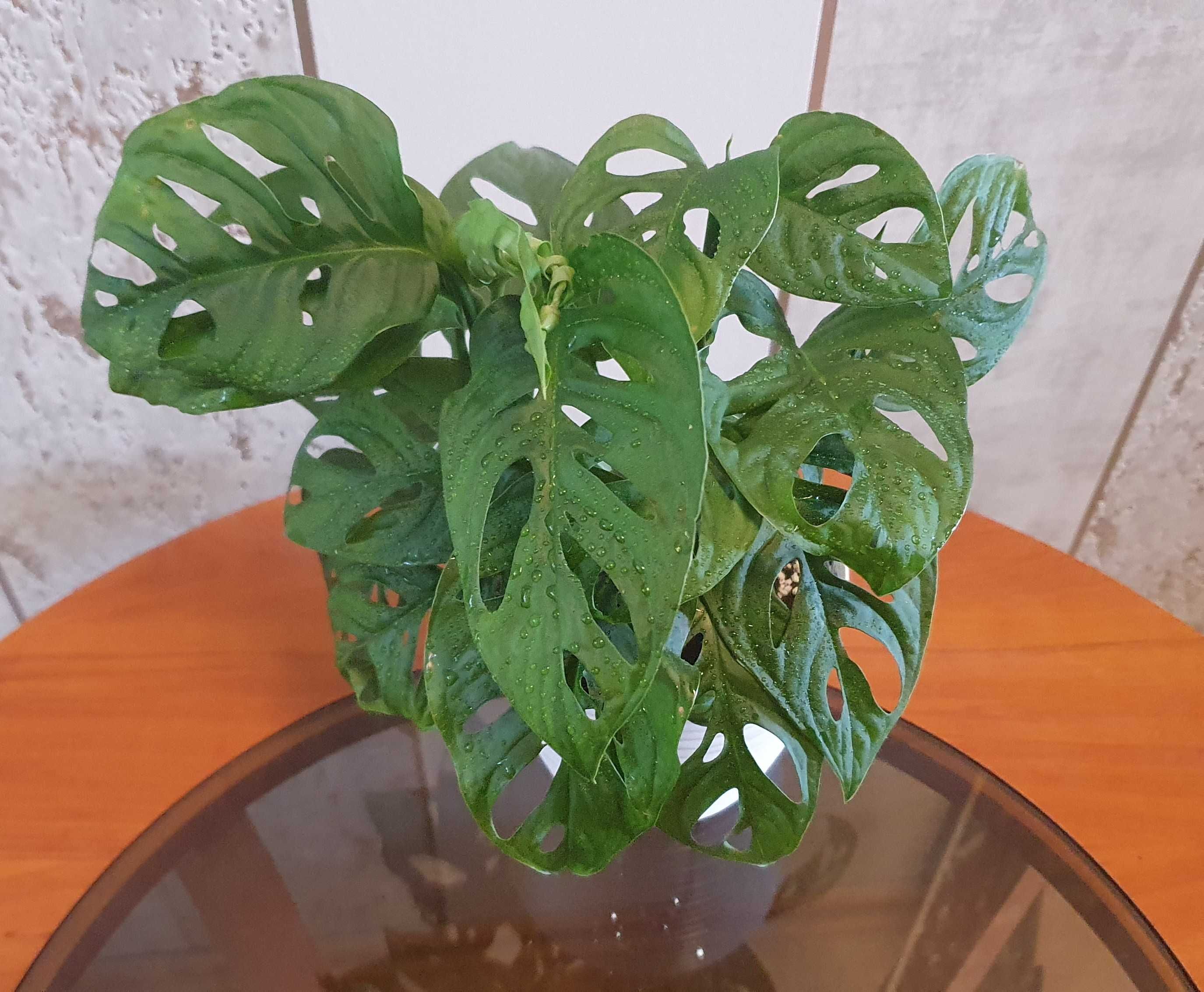 Monstera Monkey Mask