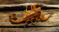 Скорпион Титус стигмурус (Тityus stigmurus) обитатель в Бразилии