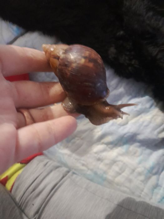 Ślimaki afrykańskie 6cm