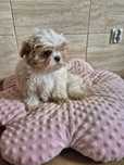 Suczka Shih tzu z rodowodem