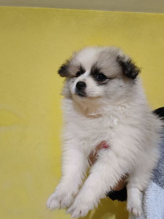 Spitz alemão menina