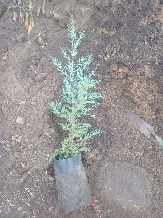 Кипарис аризонский