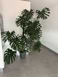 Monstera deliciosa gigante