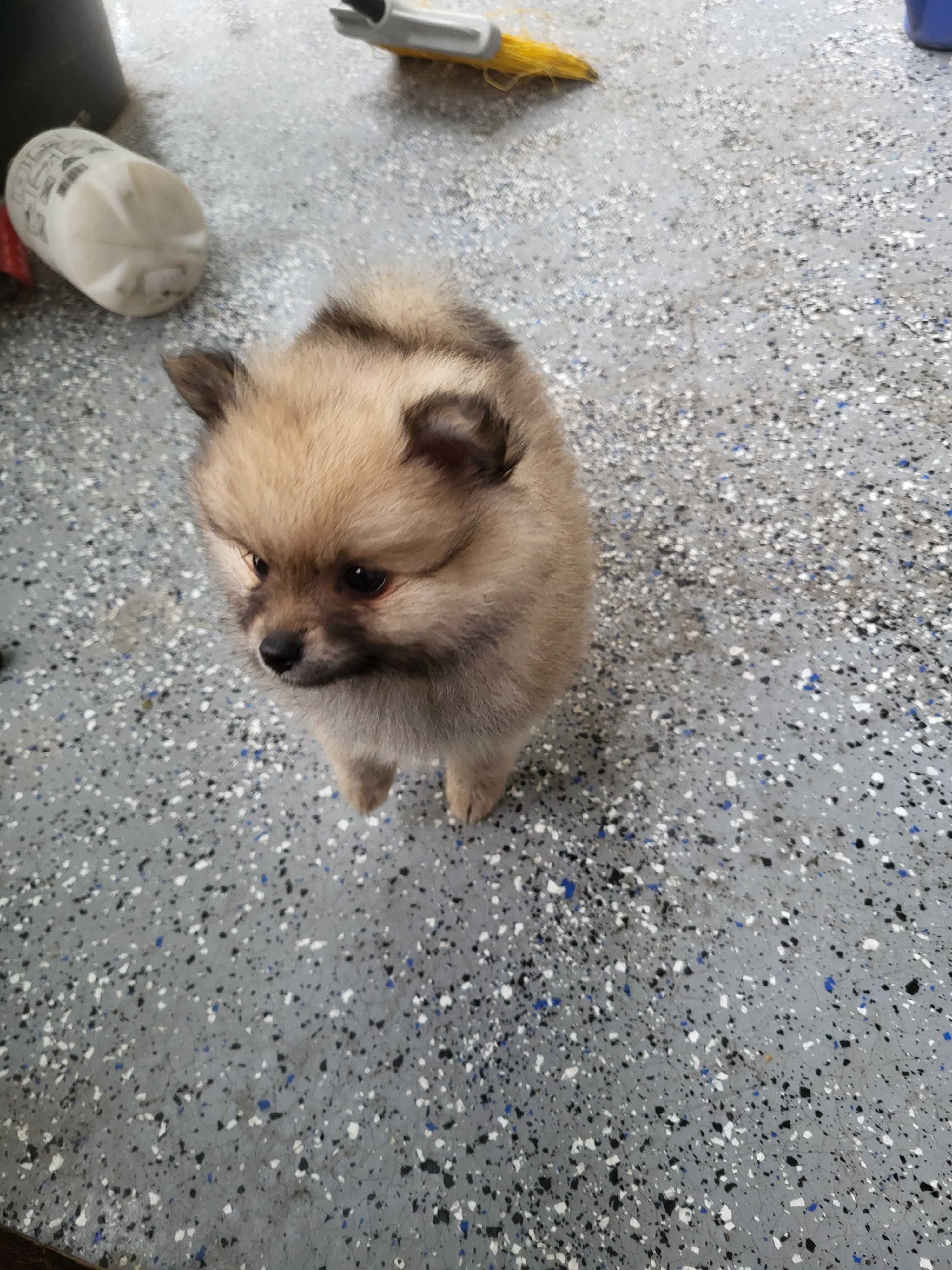 szpic miniaturowy pomeranian