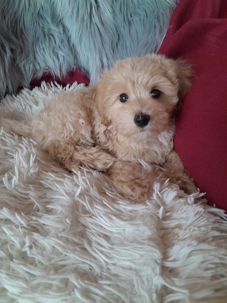 Maltipoo piesek mama maltańczyk tata pudel toy red