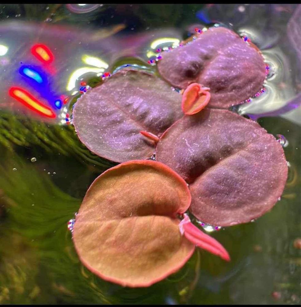 Phyllanthus fluitans czerwona pływająca roślina