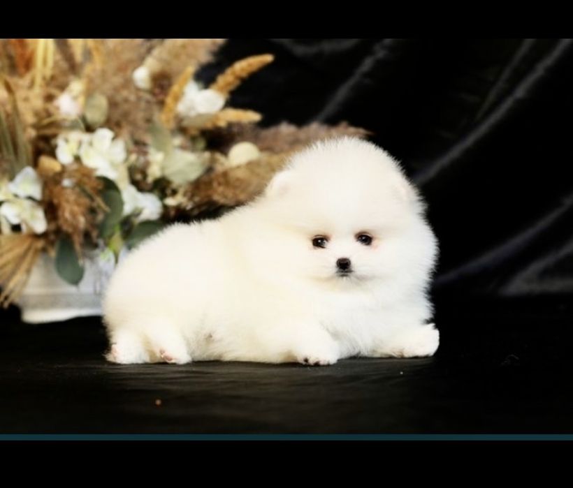 Exclusive SUPER VIP щенки померанские шпицы. Белый щенок шпиц мишка