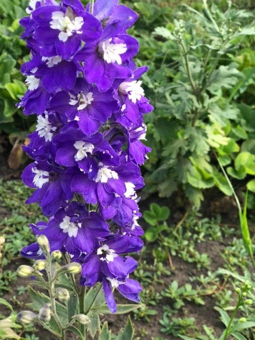 Дельфініум Новозеландський