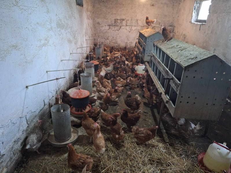 Okazja! Dowóz jutro lub pojutrze Kury Nioski Białe i Brązowe po 30zł