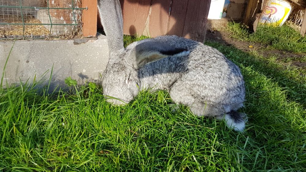 Królik młody samiec