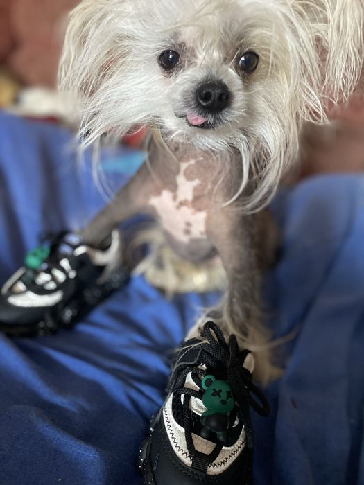 Голий кітайський пацан шукає собі невєху