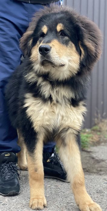 Хлопчик тібетського мастифа