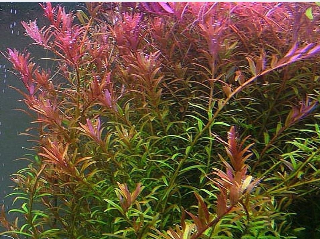 Rotala colorata 15szt Roślina akwariowa