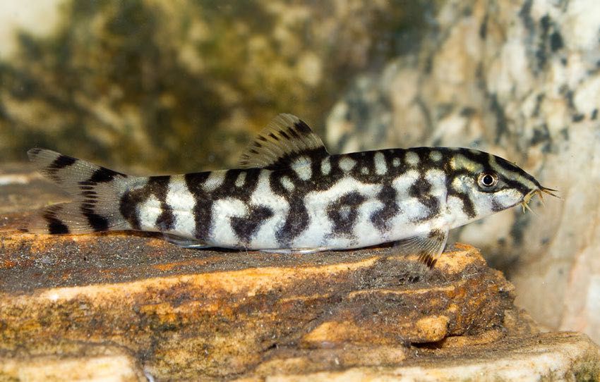 Bocja siatkowana (Botia almorhae) - sklep zoologiczny Aqua-Tech