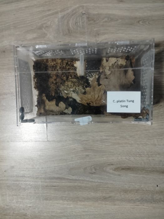 Cubaris platin tung song + terrarium