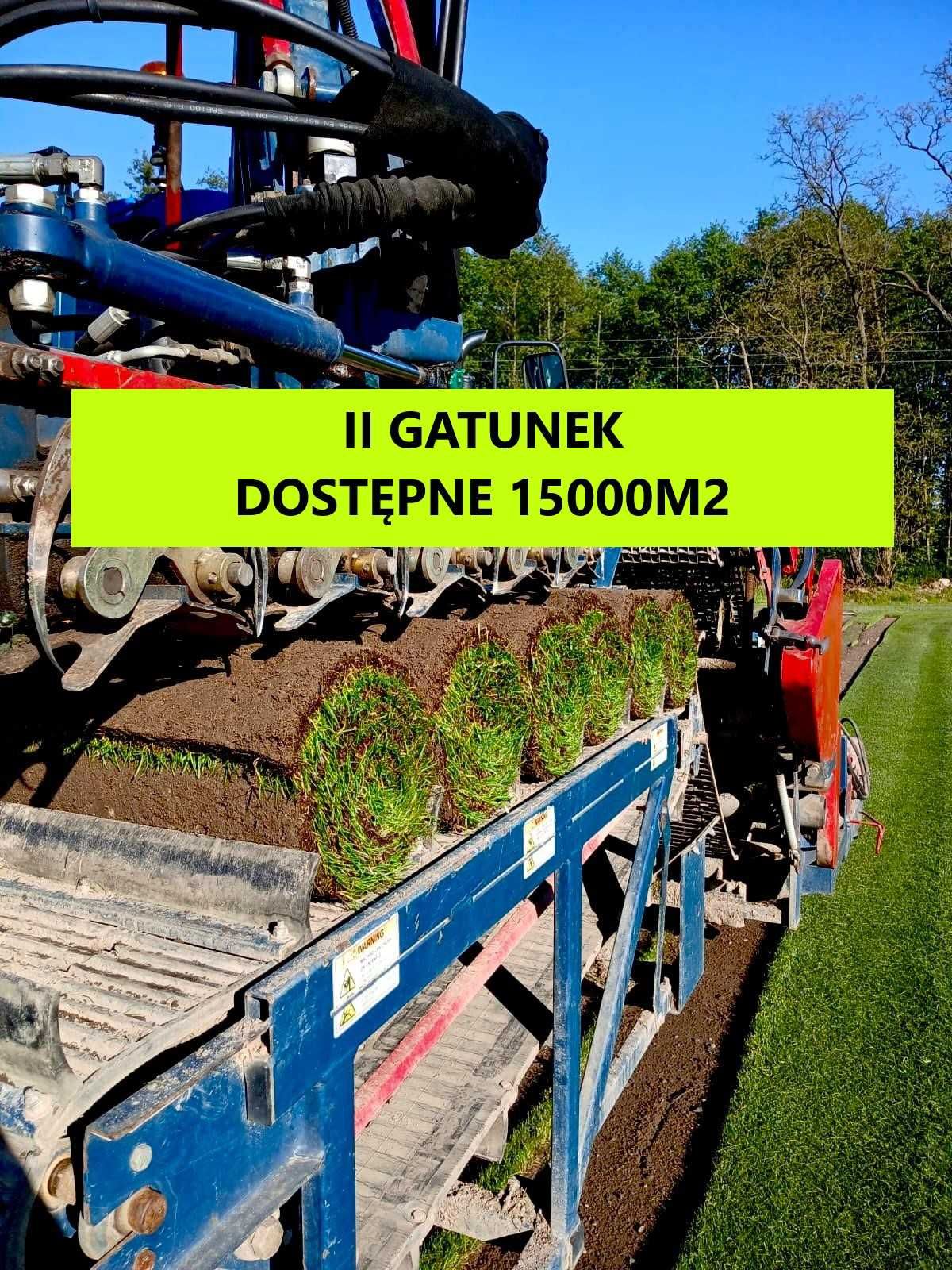 Trawa w rolkach II gatunek Barenbrug dostępne 15000m2