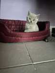 British Shorthair lilac - macho