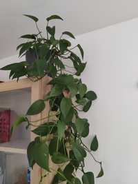 Sadzonki Philodendron scandens