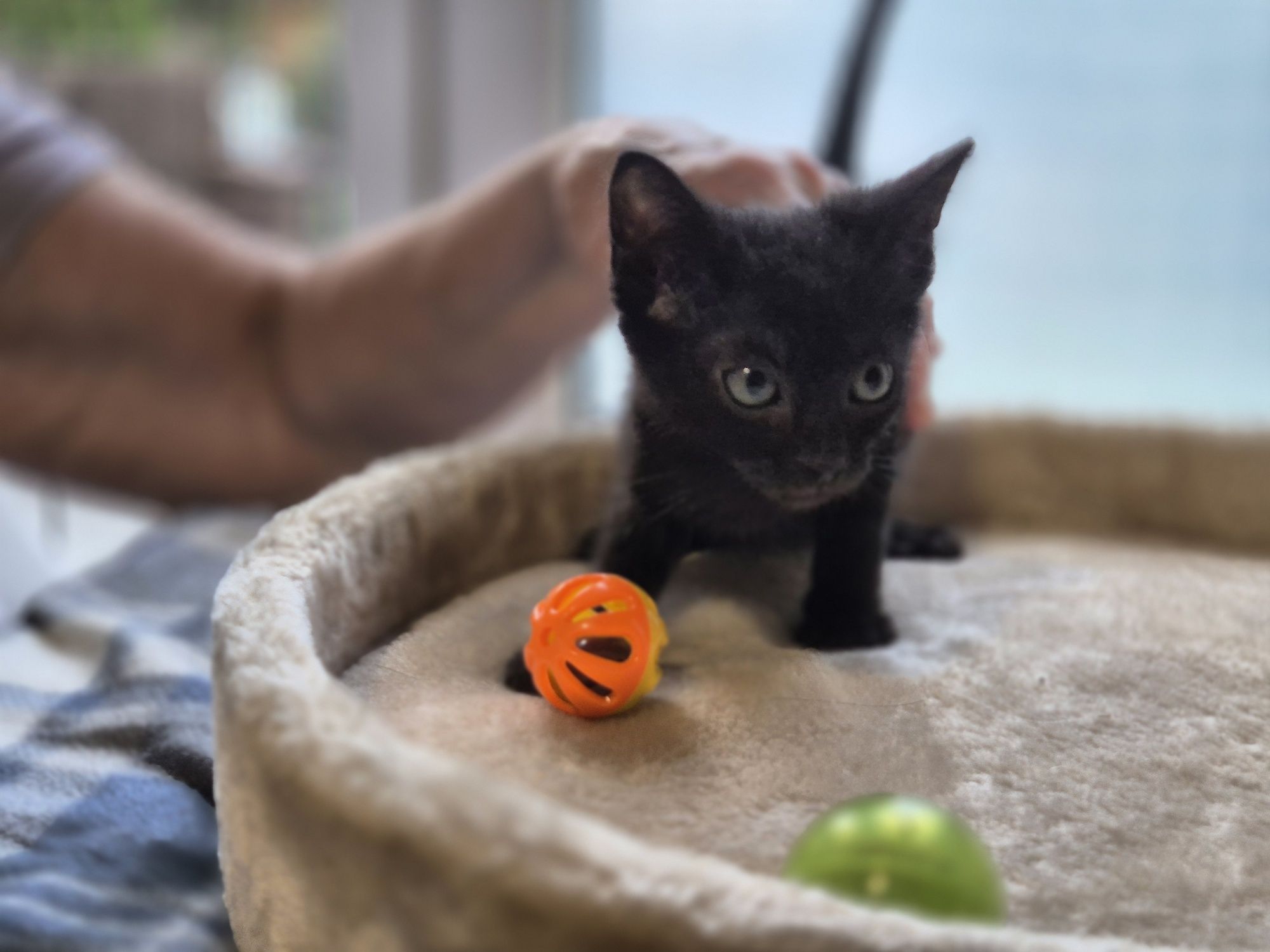 Apsik, Gburek i Nieśmialek-trzy magiczne maluszki do adopcji.