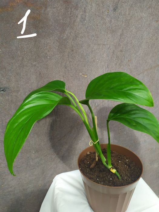 Монстера Фрідріхшталя []Monstera Friedrichstha]lii