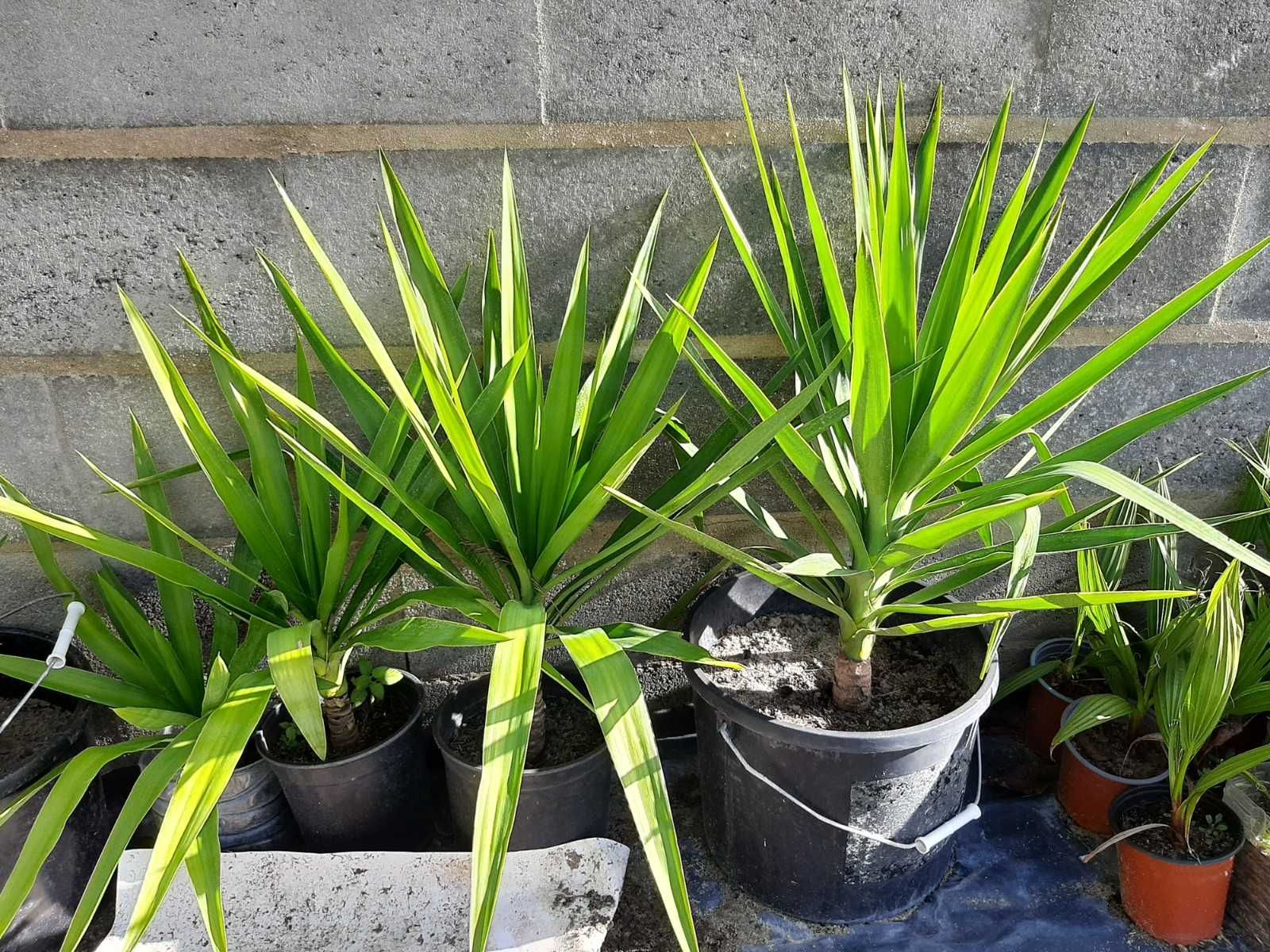 Palmeiras, Plantas decorativas Yuccas