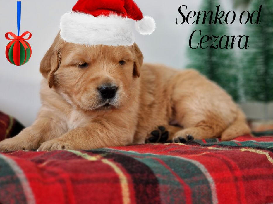 Pieski ciemno złote Golden Retriever szczeniaczki