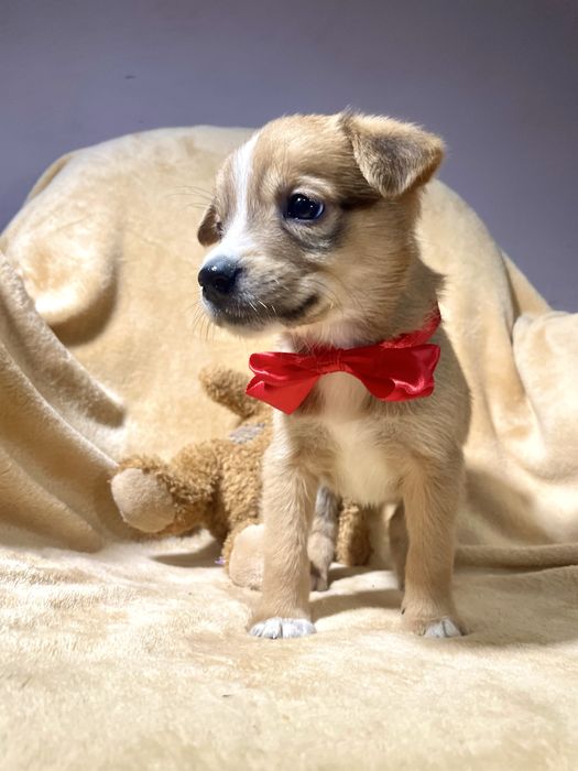 Врятована дівчинка шукає родину