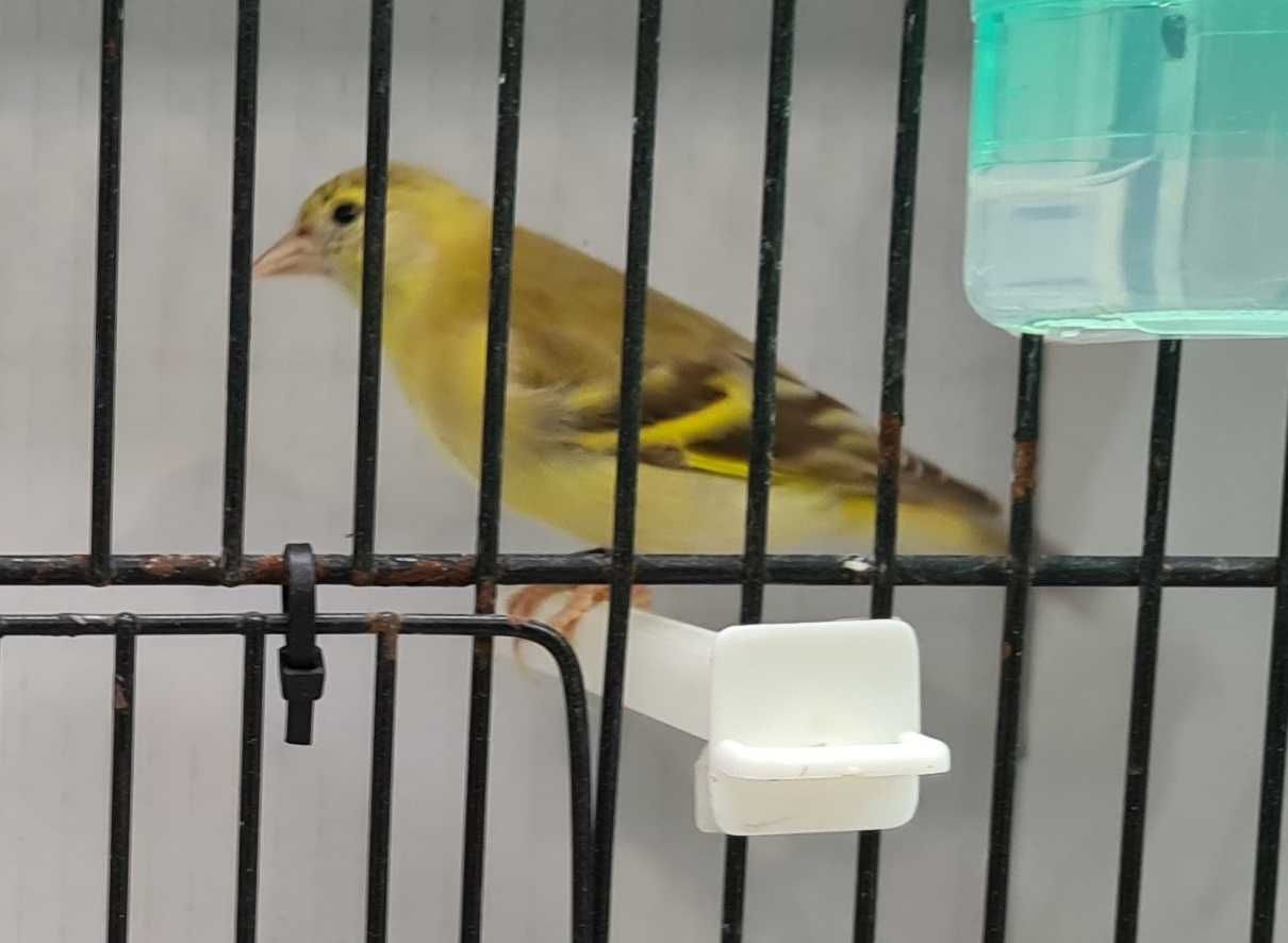 Cardinalitos / Magellanicas