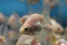 Narybek Thai Oranda, Fancygoldfish, welon. Broskwinia