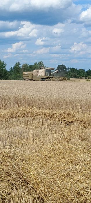 Pszenica i mieszanka zbożowa 2025