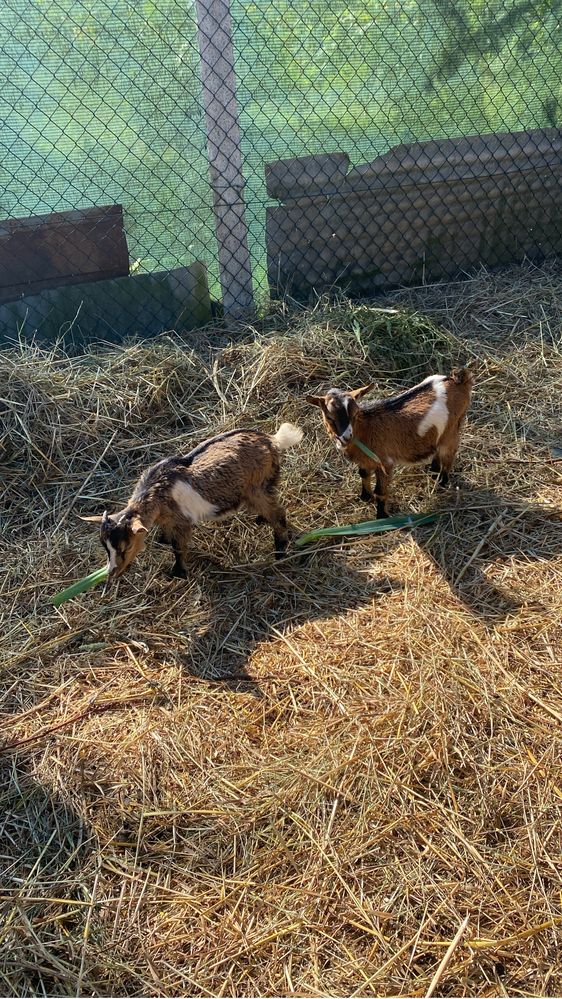 Lote de cabras anas