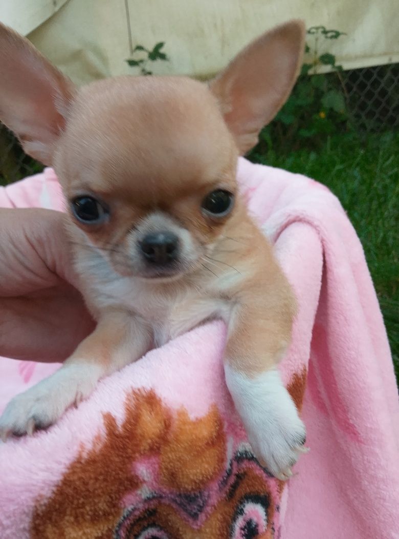 Chihuahua pi  piesek