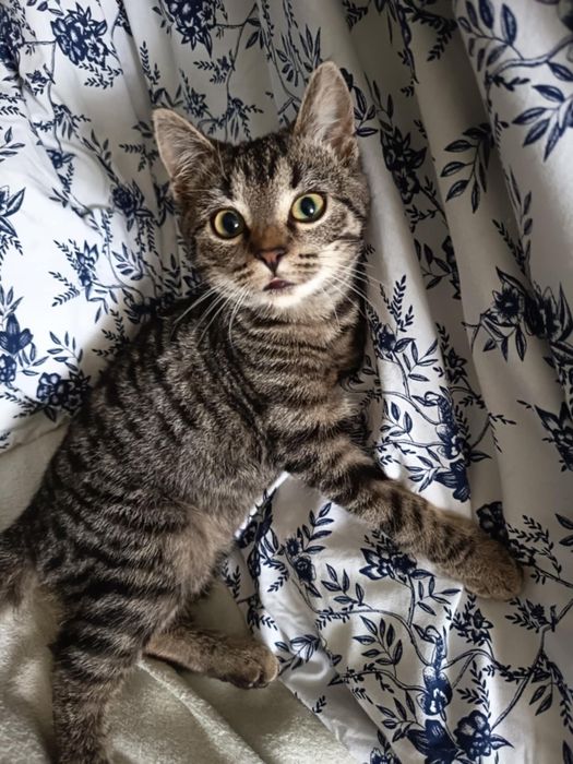 Niespełna półroczna trojłapka szuka domu