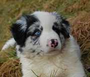 Border Collie zapowiedź miotu