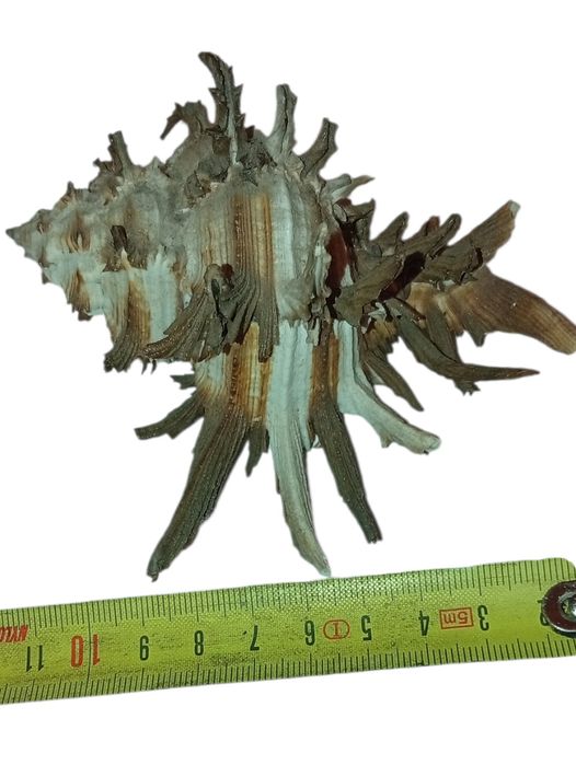 Ракушка Мурексу эндивии тихий океан