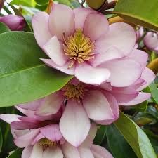 Magnolia zimozielona seria Fairy