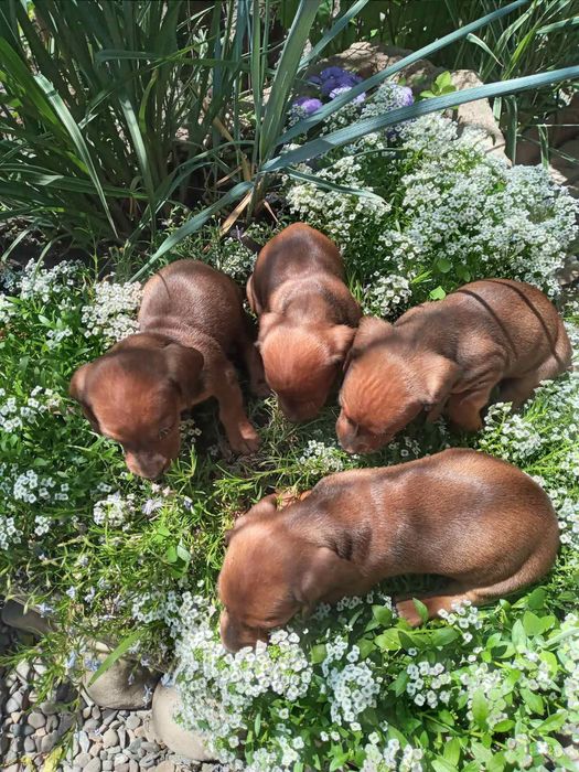 Яскраві таксята хлопчики.