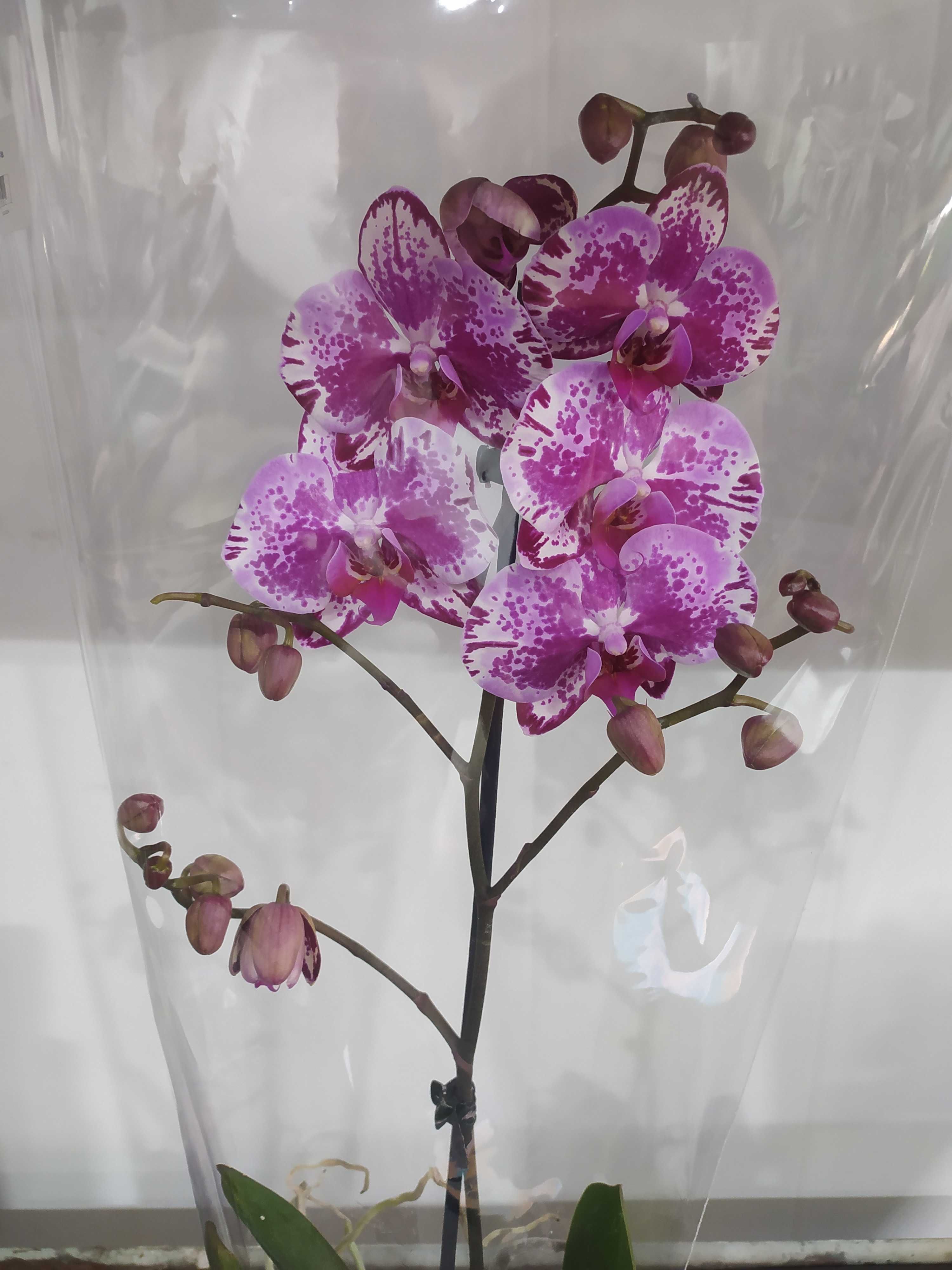Кімнатні квіти, орхідеї