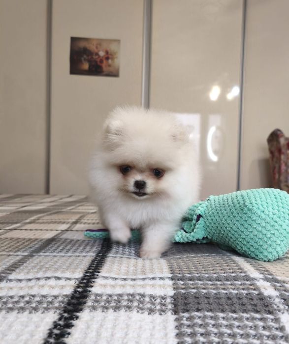 Szpic miniaturowy pomeranian