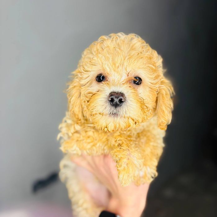 Мальтипу — ваш пушистый комочек счастья!