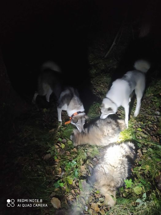 Продам західно сибірську лайку щеня