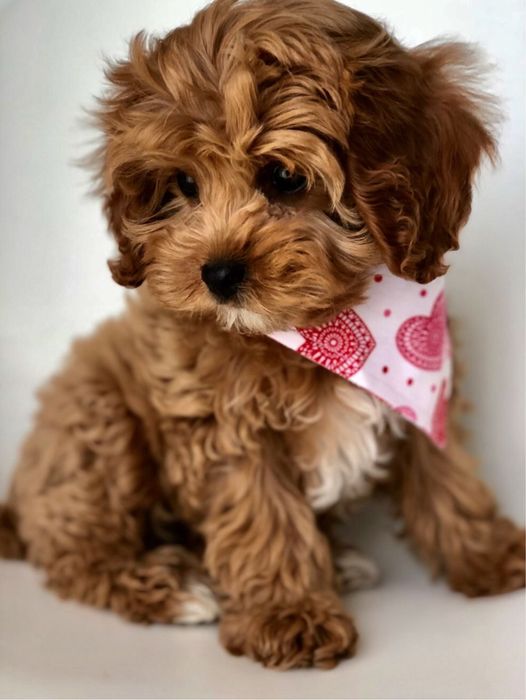 Мальтипу premium mini