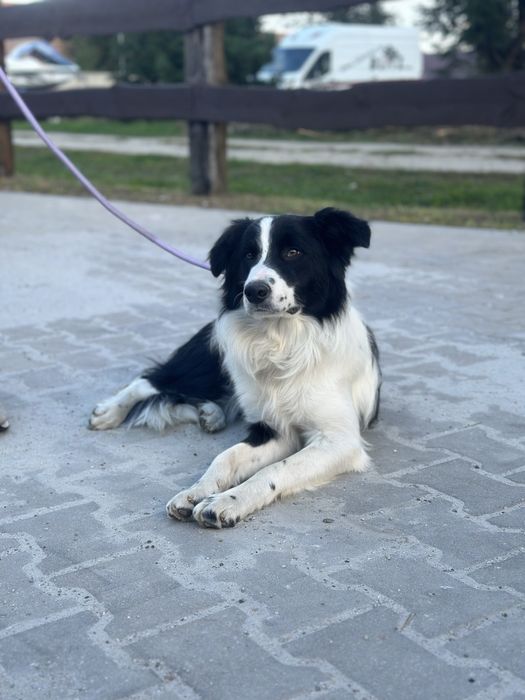 Pies border collie 10 miesięcy czarno biały