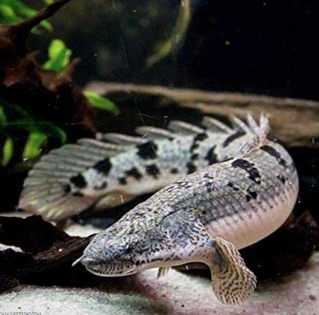 Wielopłetwiec pancerny - Polypterus delhezi