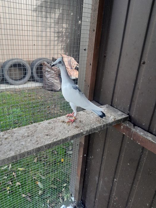 Gołębie ozdobne srebrniaki sercowe serki